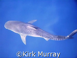 You can see why this is named Tiger Shark, fantastic mark... by Kirk Murray 